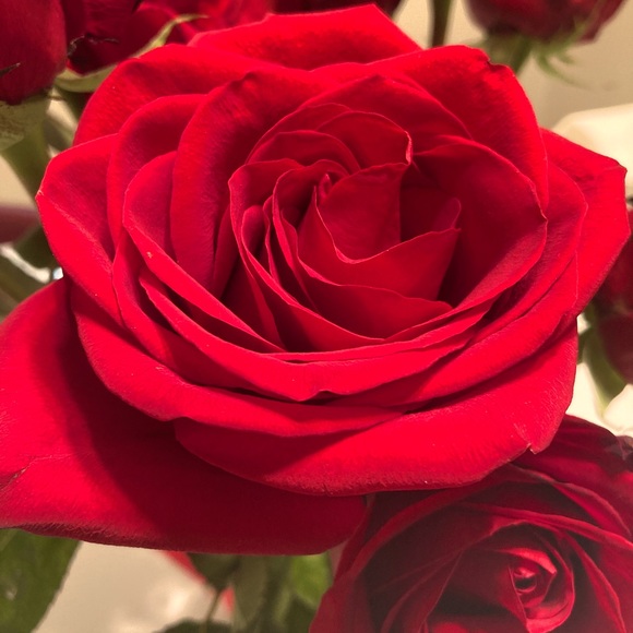 Meet your Posher, Kali - Picture 1 of 1